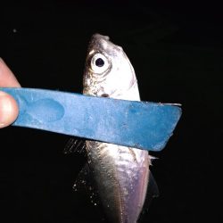 メバリングのはずがアジング